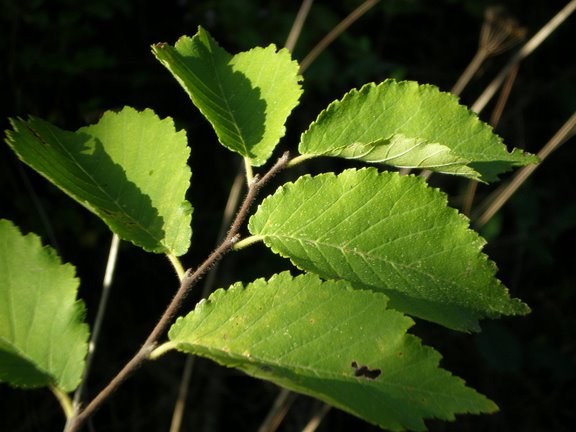 Ulmus cfr. minor